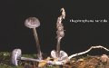 Lyophyllum rancidum-amf2079